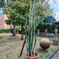 pianta grassa 3 metri