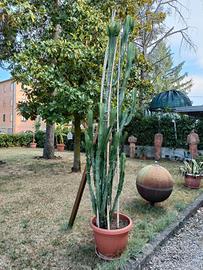 pianta grassa 3 metri