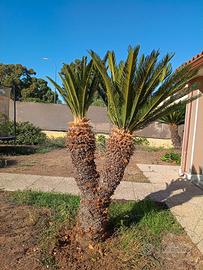  CYCAS REVOLUTA PLURIDECENNALI – A DOPPIA TESTA