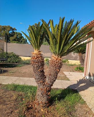  CYCAS REVOLUTA PLURIDECENNALI – A DOPPIA TESTA