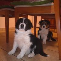 Cuccioli di Border Collie Leggere proposta