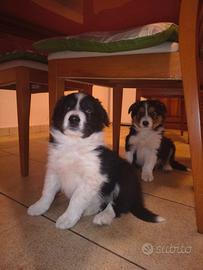 Cuccioli di Border Collie Leggere proposta