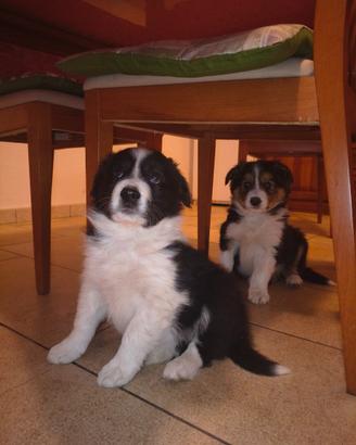 Cuccioli di Border Collie Leggere proposta