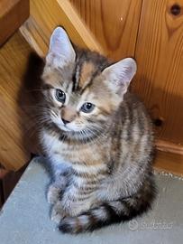 Cucciola di Benagala