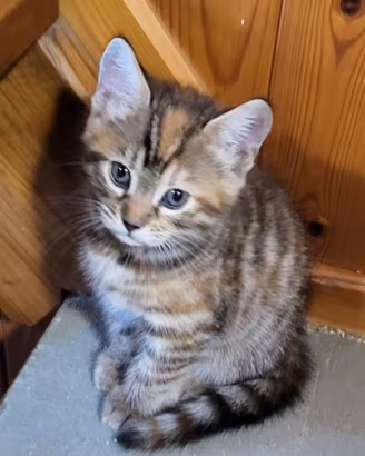 Cucciola di Benagala