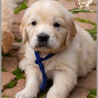 Cuccioli di Golden Retriever - Genitori testati