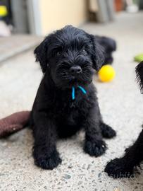 Cucciolo schnauzer nano nero