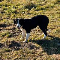 Cucciole Border collie