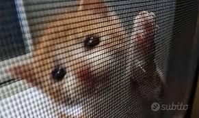 rete zanzariera antigatto di tutte le misure