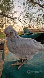 Araucana lavanda inglese