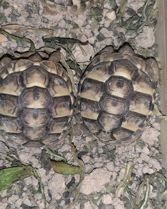 Tartarughe