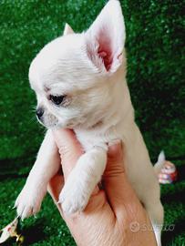 Chihuahua con pedigree enci