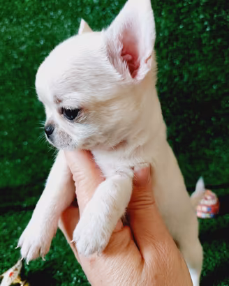 Chihuahua con pedigree enci