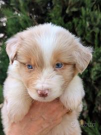 Cucciolo Australian shepherd
