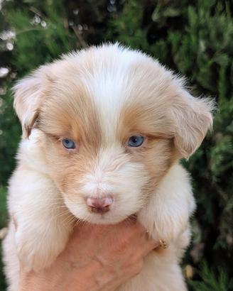 Cucciolo Australian shepherd
