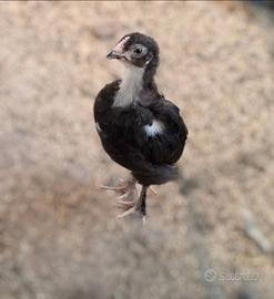 Galletto di Marans nero ramato 2 mesi