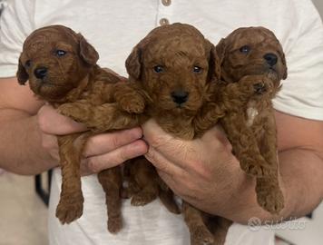 BARBONCINO toy red ROSSO