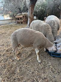 Agnello/montoncino