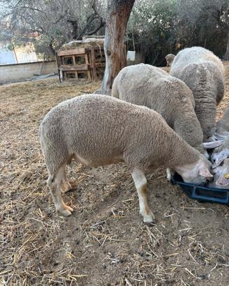 Agnello/montoncino