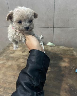 Cuccioli tenerissimi maltipo toy vari colori