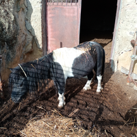 Poni