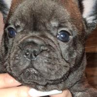 Buldog francese