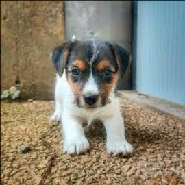 Jack Russell broken