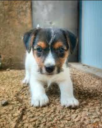 Jack Russell broken