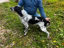cucciola-di-setter-inglese-con-pedigree