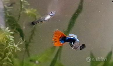 Pesci guppy