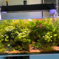 Acquario Aquael 240l, Chihiros universal filtro…