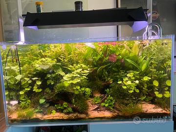 Acquario Aquael 240l, Chihiros universal filtro…