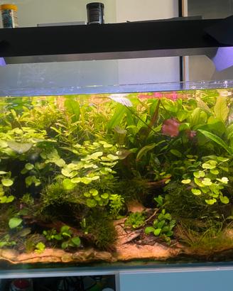 Acquario Aquael 240l, Chihiros universal filtro…