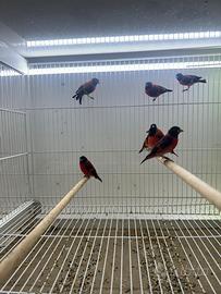 Cardinalini del venezuela maschi