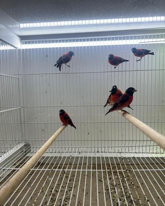 Cardinalini del venezuela maschi