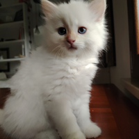 Gattino di pura razza Siberiana