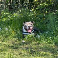 American bully per monta