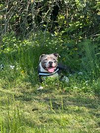 American bully per monta