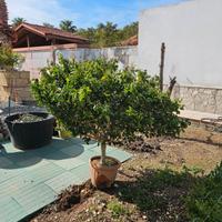Lantana grande
