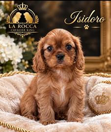 Cavalier king con Pedigree Enci e certificazioni