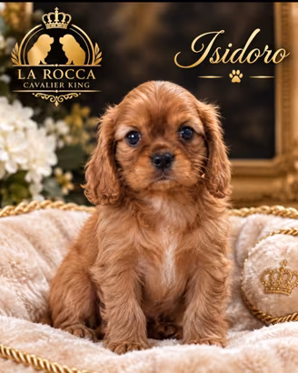 Cavalier king con Pedigree Enci e certificazioni