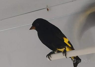 Negriti della Bolivia uccelli