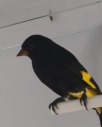 Negriti della Bolivia uccelli