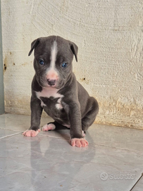 Cuccioli Pitbull anche blue grigio