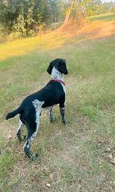 Il mio springer spaniel maschiodi 2anni