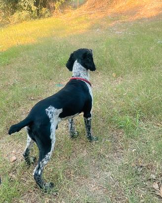 Il mio springer spaniel maschiodi 2anni