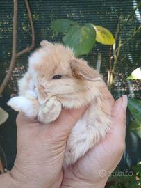 Mini Lop conigli