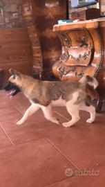 Akita americano cuccioli