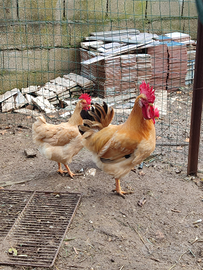Galline Bionda Piemontese