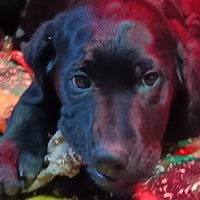 Cuccioli di labrador